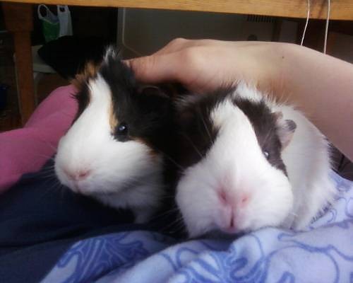 Antonio i Lola