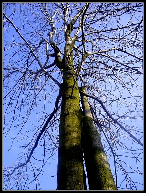 Tree.