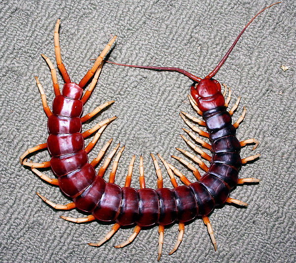 SKOLOPENDRA