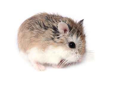 chomcio