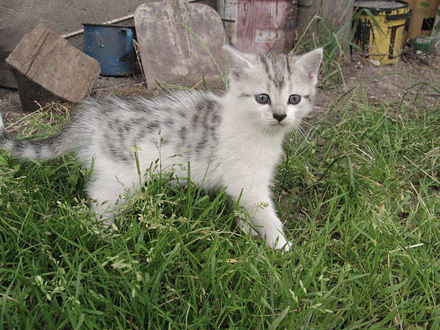 Kociak.