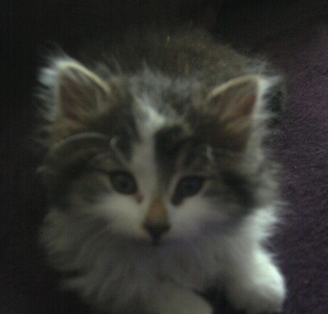 Moherr.