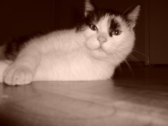 kiciu