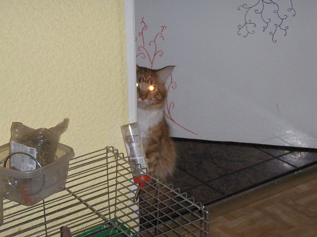 6. Cyfrowe