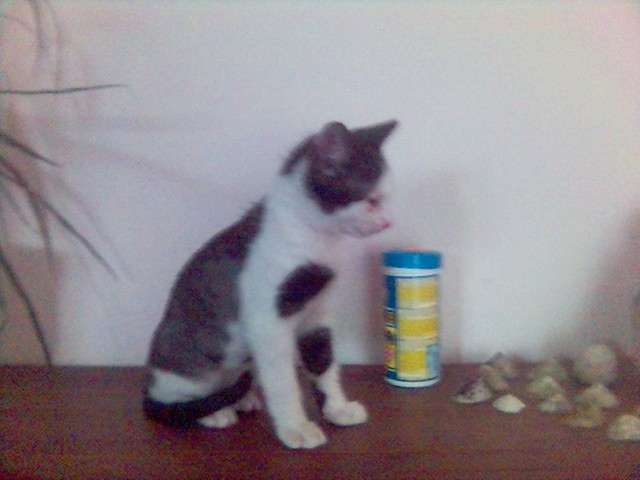 Ramzi