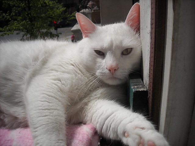 kicia
