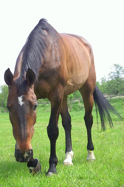 Grendziolek ;***