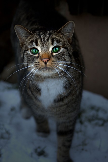 Miau