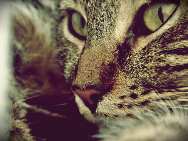 Qpa :)