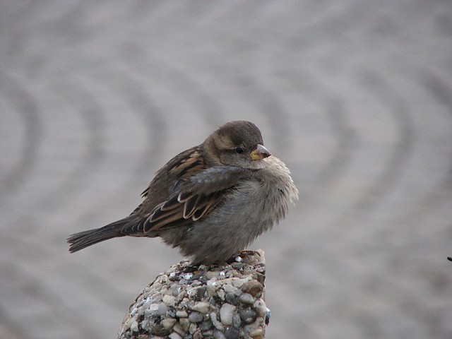 On the lookout