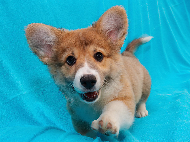 Corgi ;*