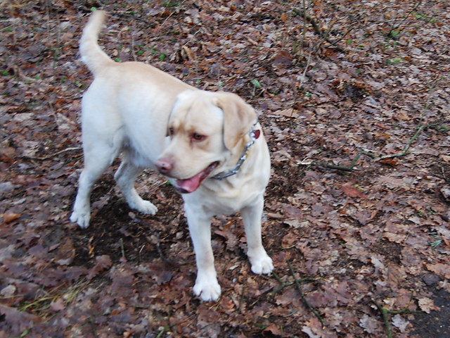 Bisquit (Biskit)
