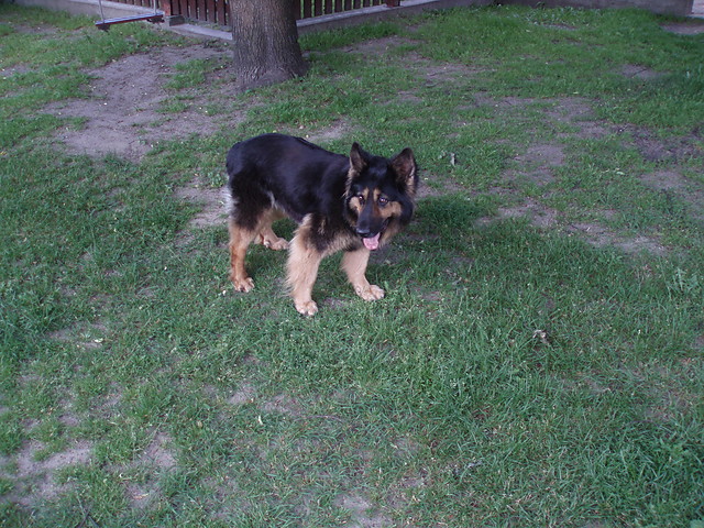Piesek
