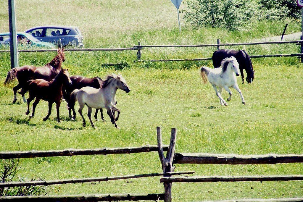 running horses.
