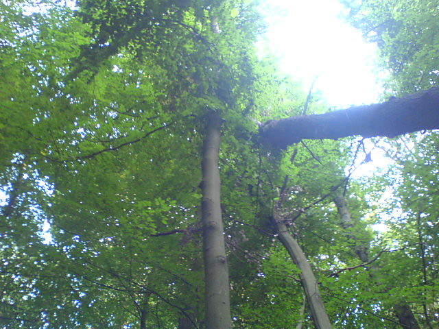 Greening...