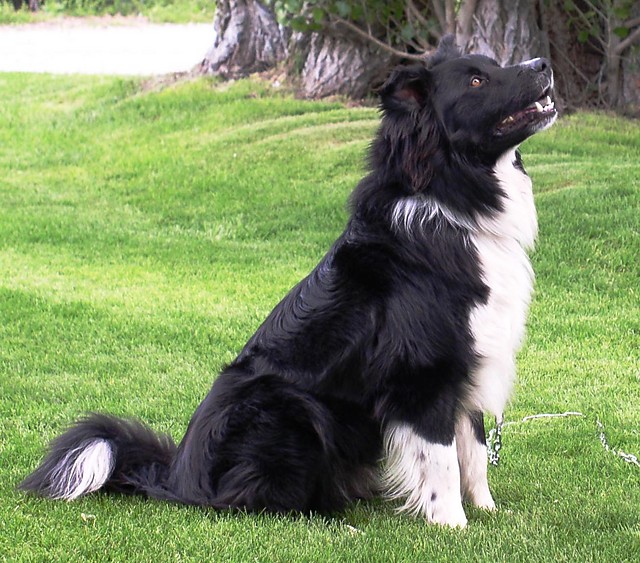 Border Collie