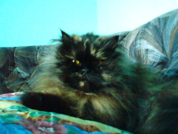 Pusiaaa... xD