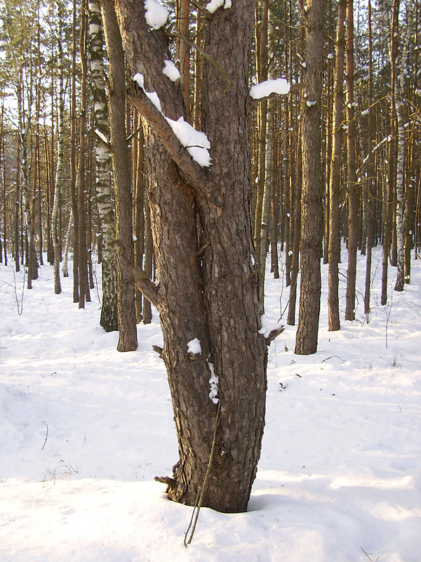 Naturalna symetria
