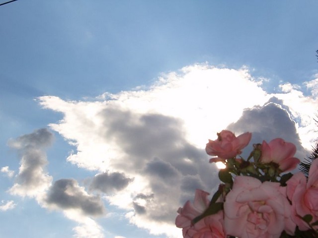 Roses on heaven...