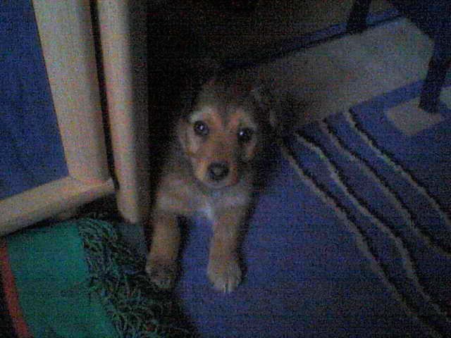Bestia ;*
