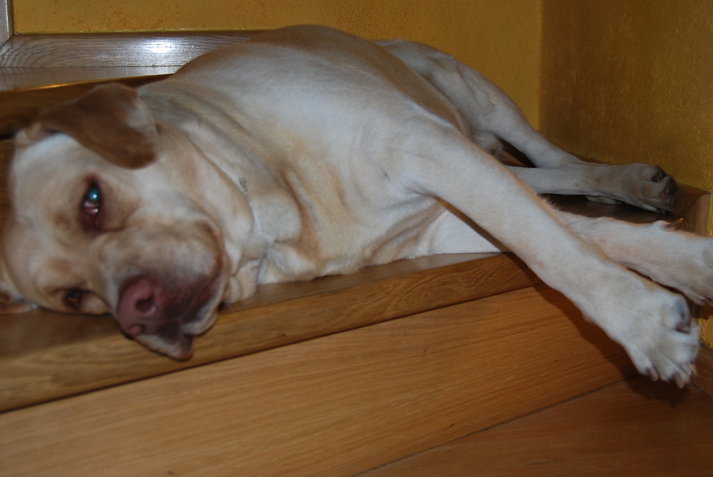 Bisio