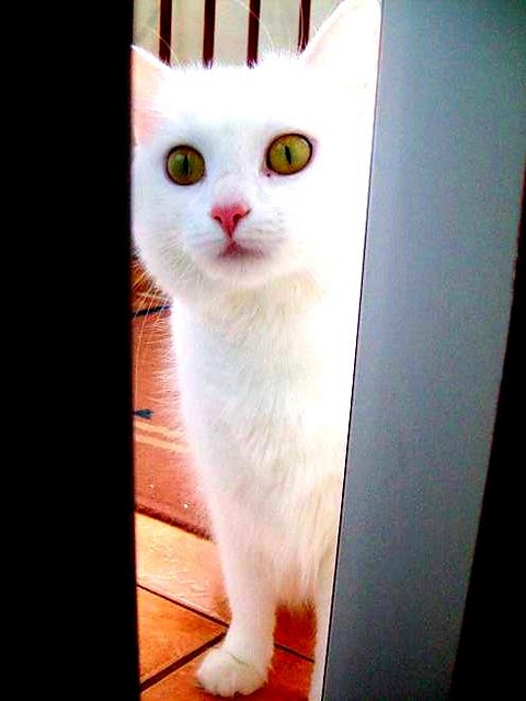 pipi.; *
