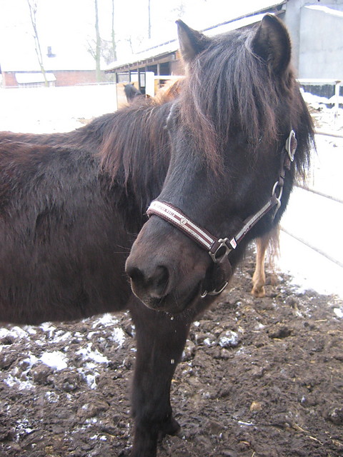 Sodziak;*