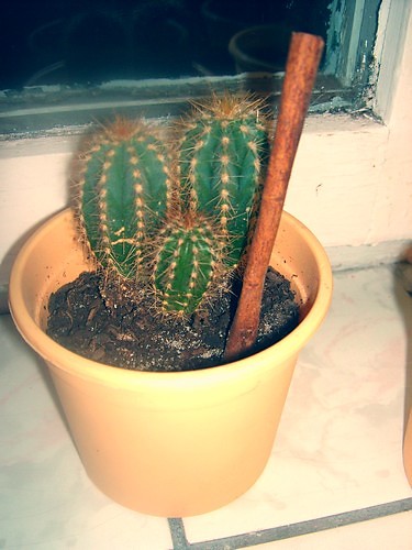 kaktus ;#