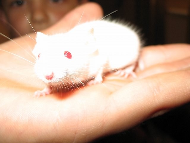 BIAA MYSZ
