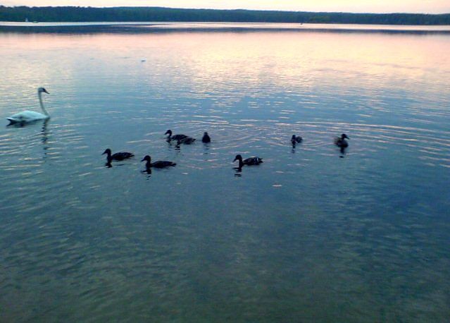 Family:)