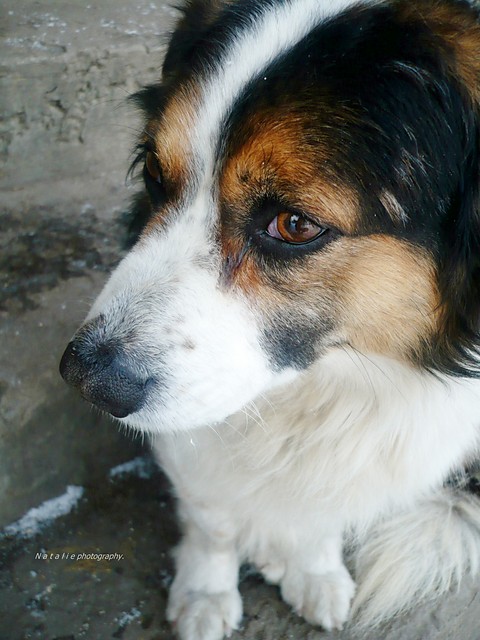 Azot