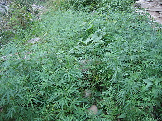 ganja