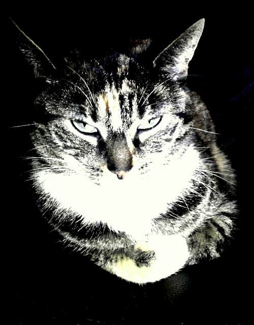 Kotek