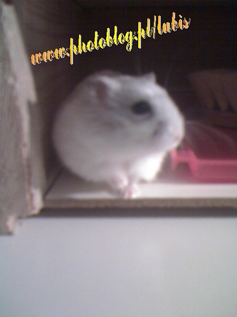 Hmm.... Nie pie ;)