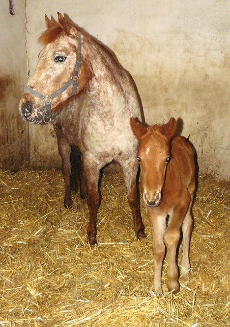 Astra & Ares