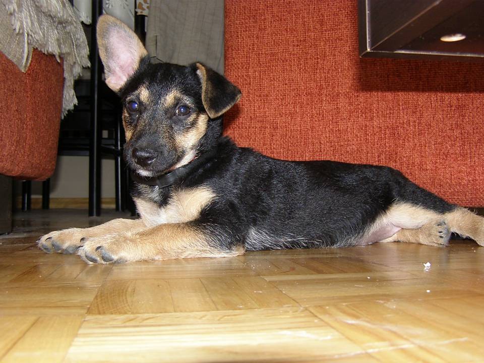 KoRcIa