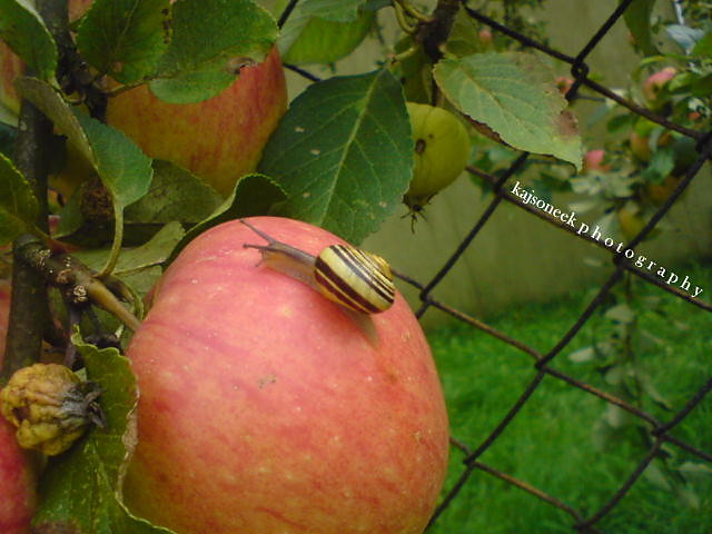wakacyyjee.; pp