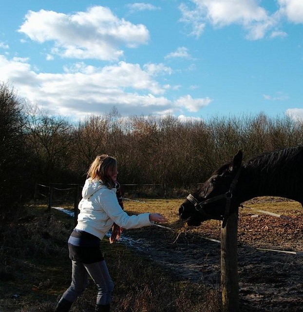 Konik
