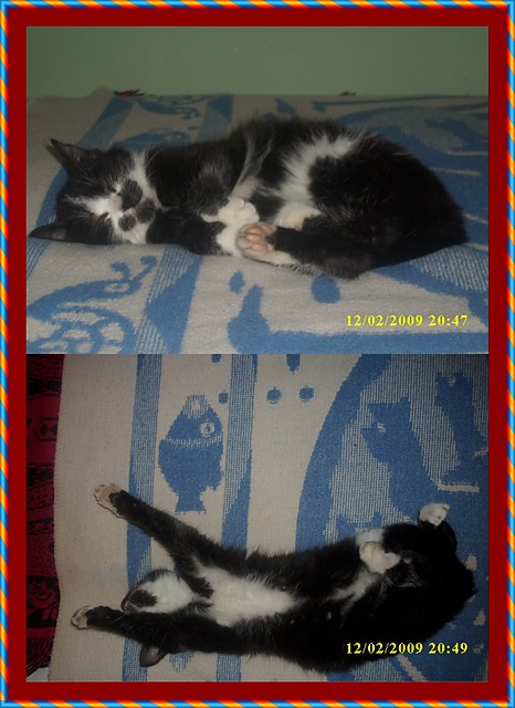 Kotek:)