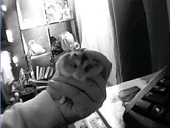 Chomik...