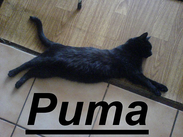 Puma xD