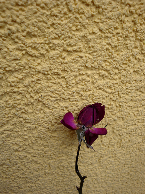 Rose is a rose, is a rose...