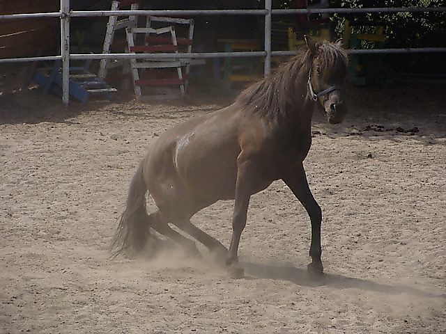 czeremosz;*
