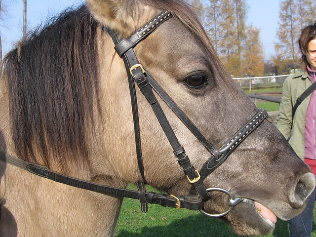 Misiu