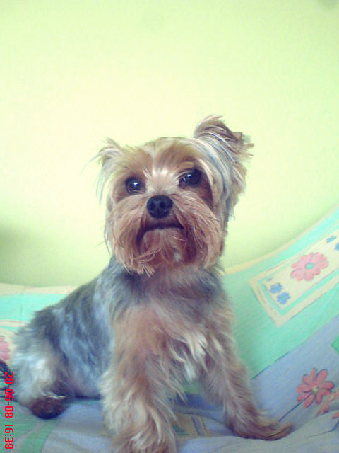 moj Killer (Lilka)