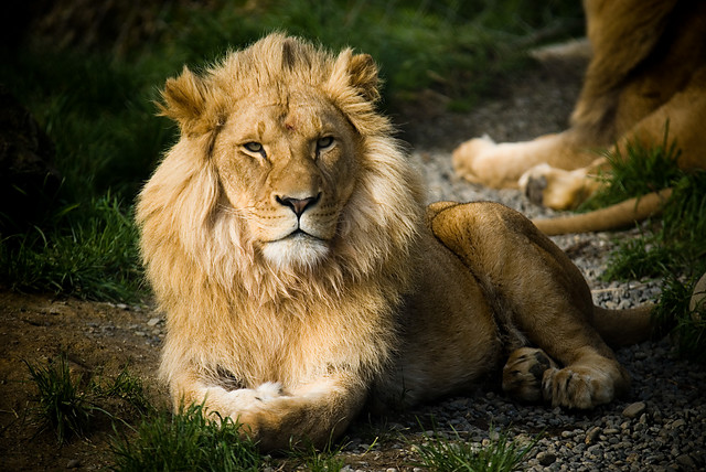 Lion