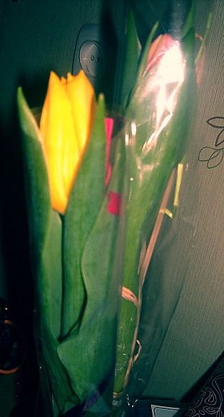 tulipany 