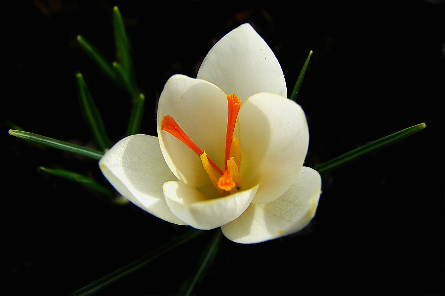 Crocus albiflorus
