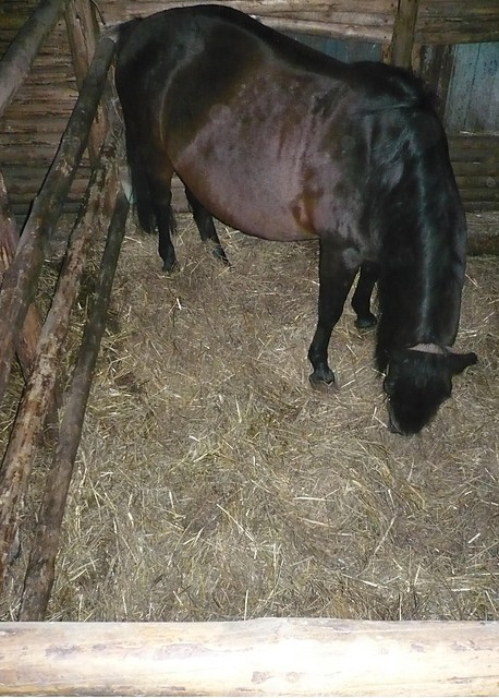 Lusia