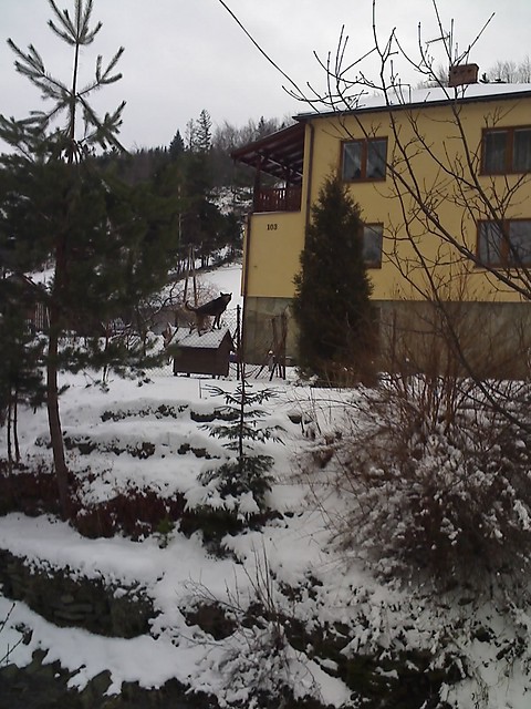Pies na budzie:)